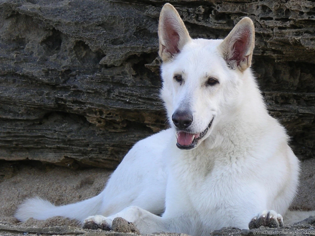 Lying White Shepherd Dogs Photo And Wallpaper. Beautiful Lying ...