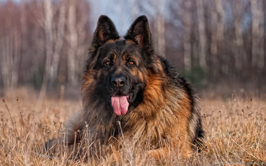 German Shepherd Wallpapers   Wallpapers Cave