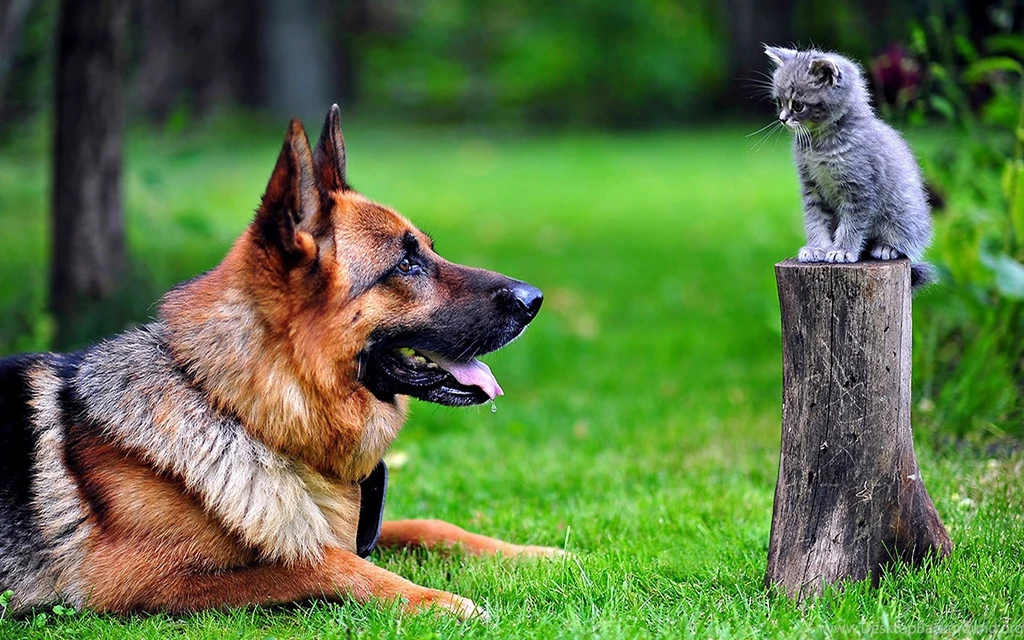 German Shepherd   My Doggy Rocks