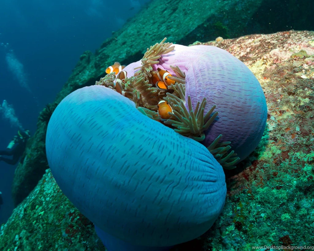 Fish: Hidding Place Fish Reef Underwater Clown Wallpapers For ...