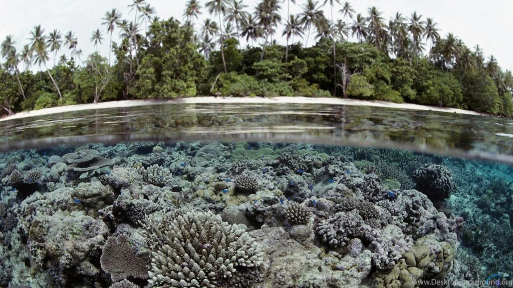 Download Wallpapers Coral Reef, Solomon Islands (1366 X 768 ...