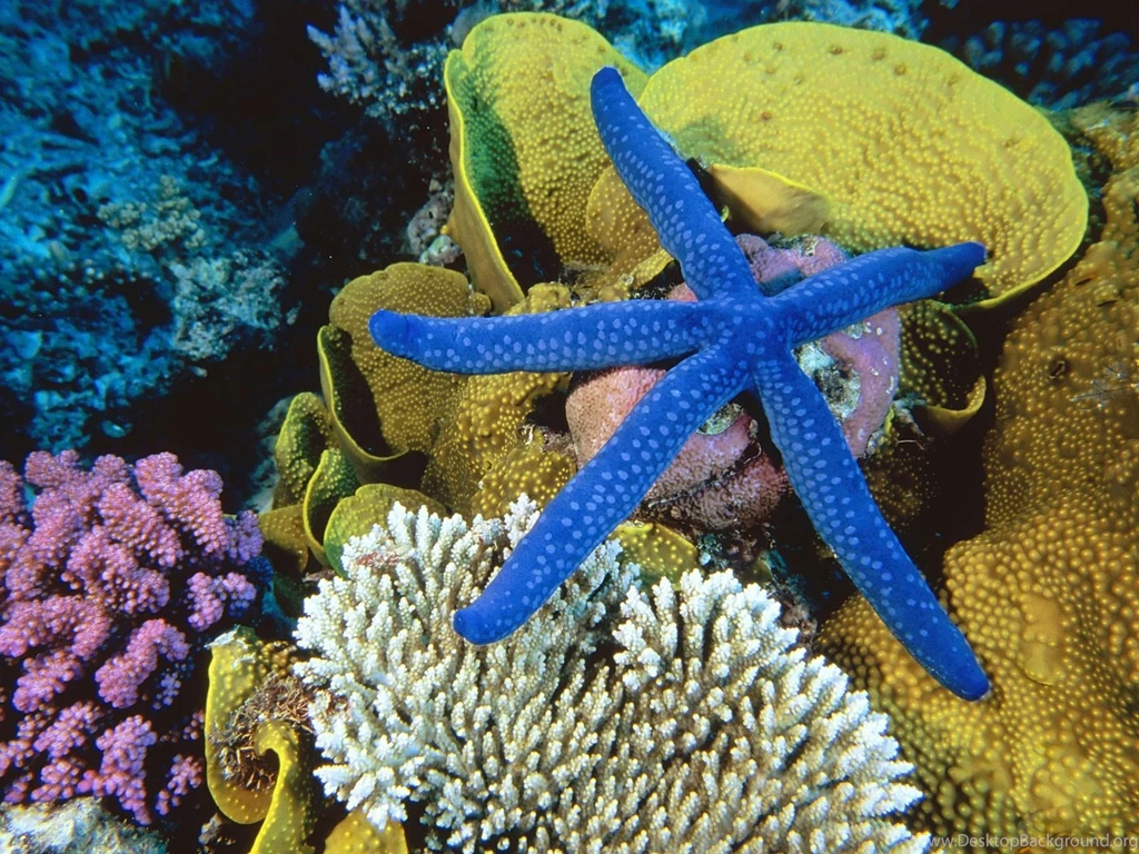 Desktop Wallpapers · Gallery · Animals · Blue Starfish Coral Reef ...