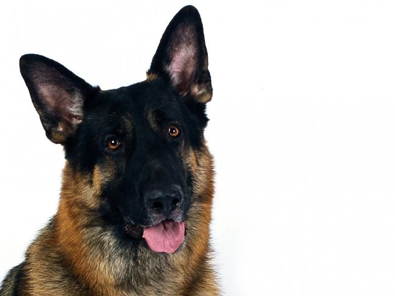 German_shepherd_wallpaper_white 800x600.jpg