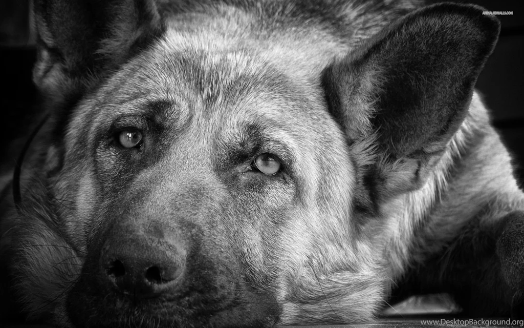 German Shepherd Wallpapers   Wallpapers Cave