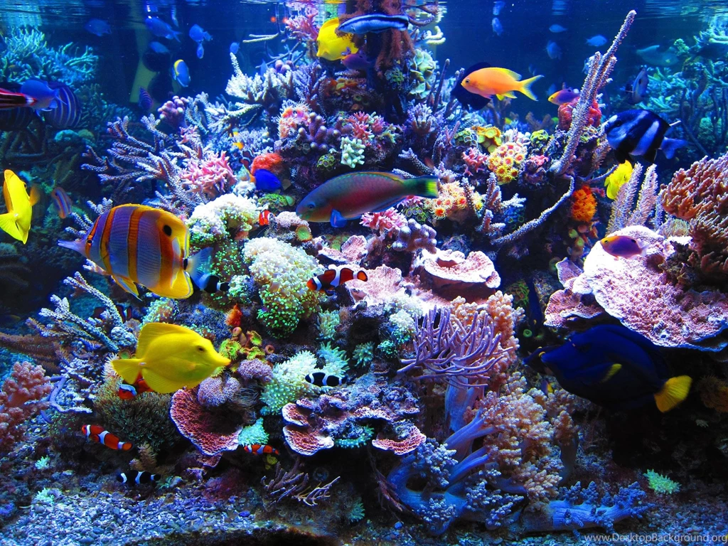 16/07/2015 4000x3000px Reef Desktop Wallpapers Nature Wallpapers