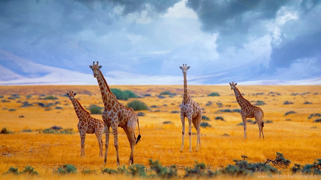 1920x1080 Giraffes In Savannah Wallpapers
