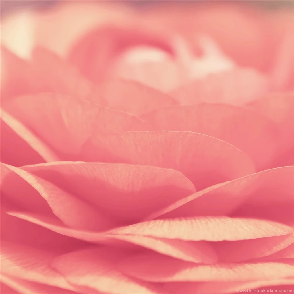 Pink Flower Closeup iPad Air Wallpapers Download
