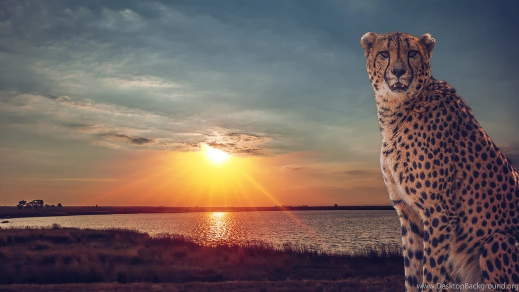 Cheetah Wild Cat Savannah Lake Sunset Wallpapers