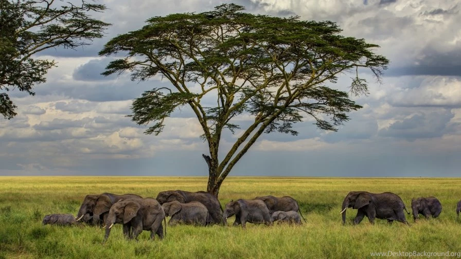 Elephants, Savannah   Wallpapers   HD Wallpapers