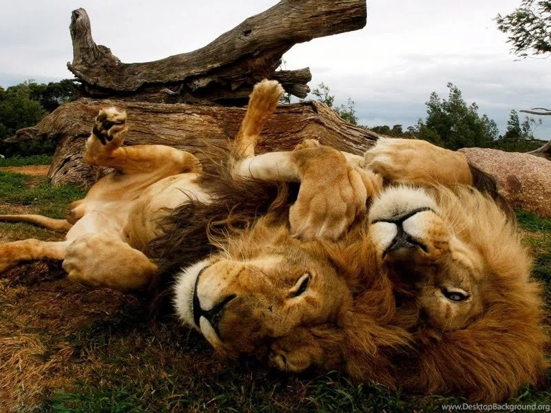 Lions Lying On The African Savannah Wallpapers