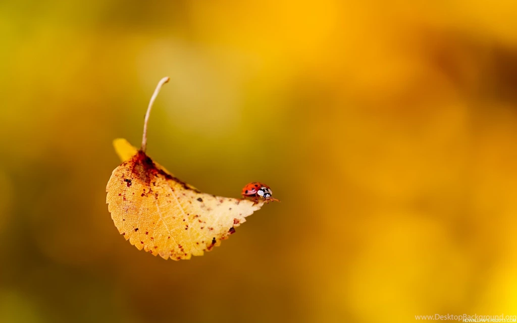 Fall Wallpaper Backgrounds T9G Savewallpaper.com