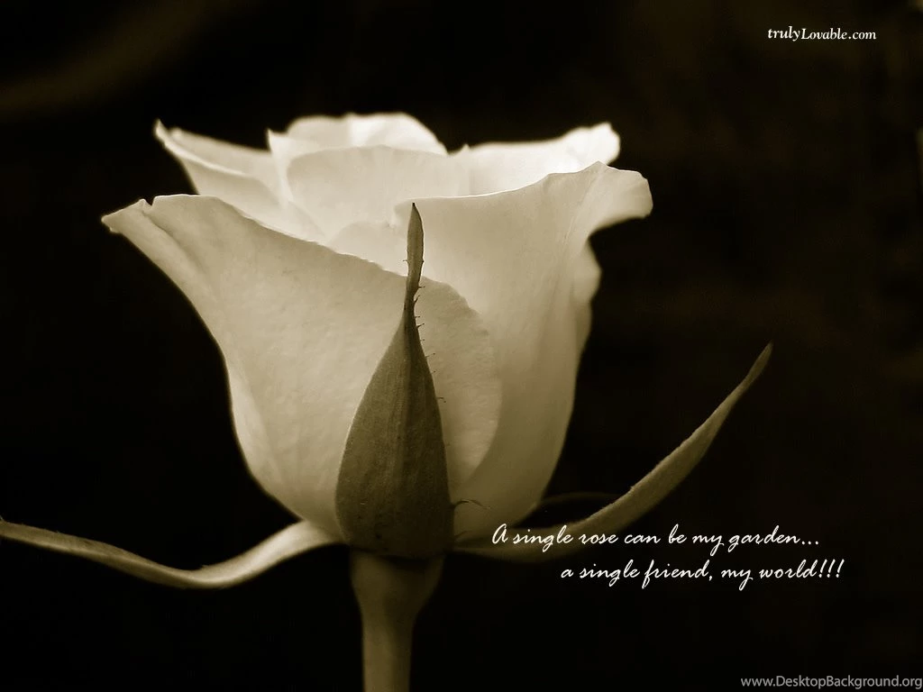 Wedding Flowers: Single Roses Wallpapers