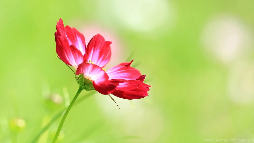 Red Rose Flower In Book 4K Wallpapers Download For Desktop