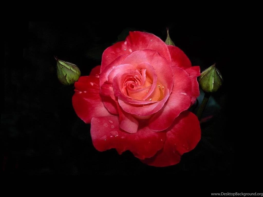 SINGLE ROSE WALLPAPER (