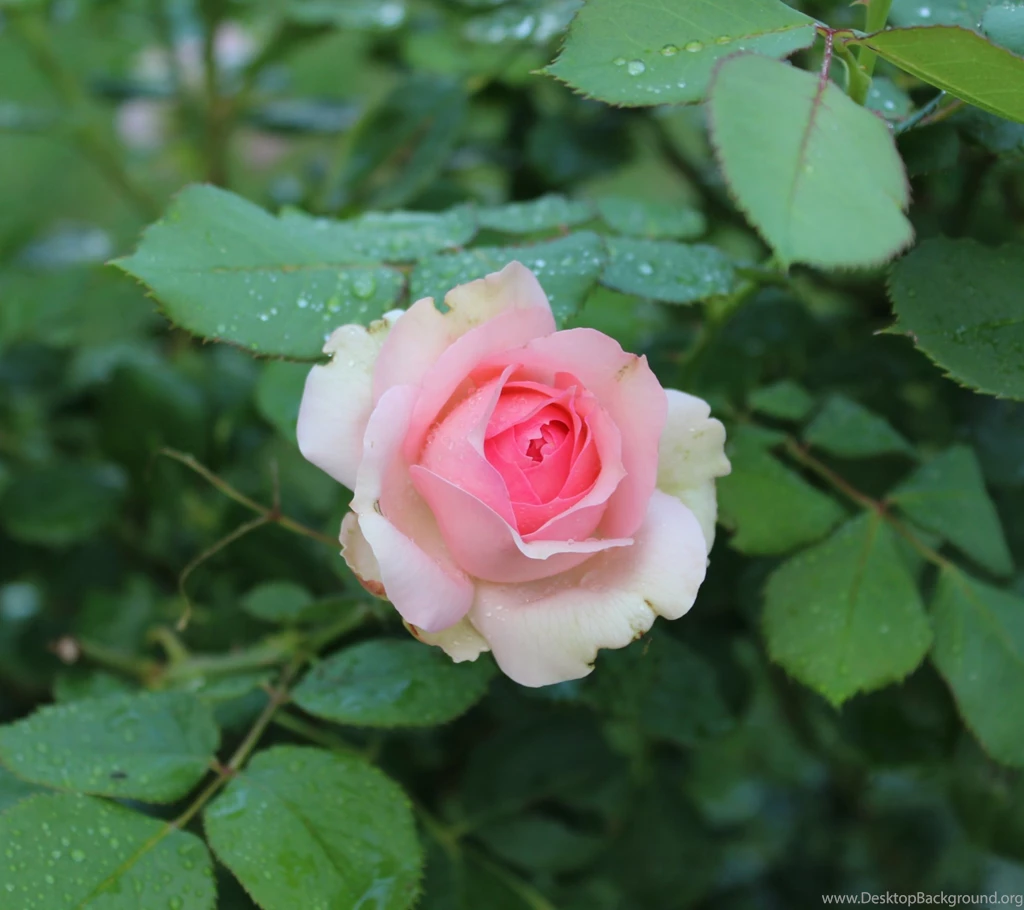 Single RoseSamsung Wallpapers Download