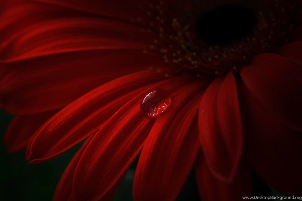 Tear Flower   (