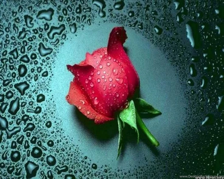 Tear Drop Rose Wallpapers