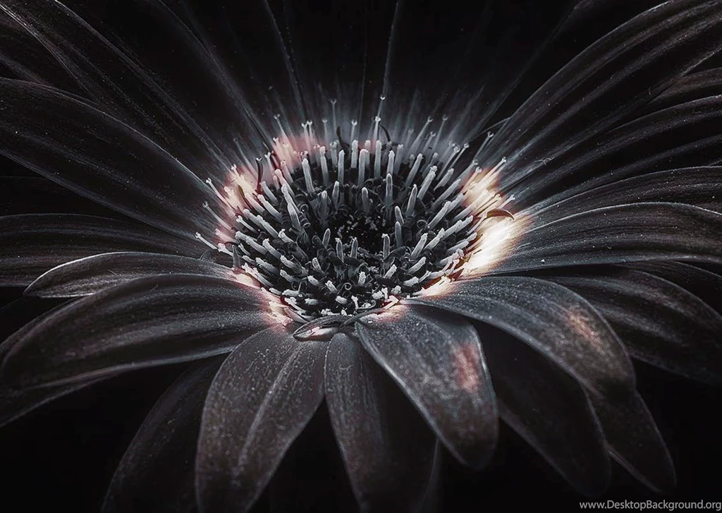 Artworks, Hd Images, Cool Wallpapers, High Resolution Backgrounds ...