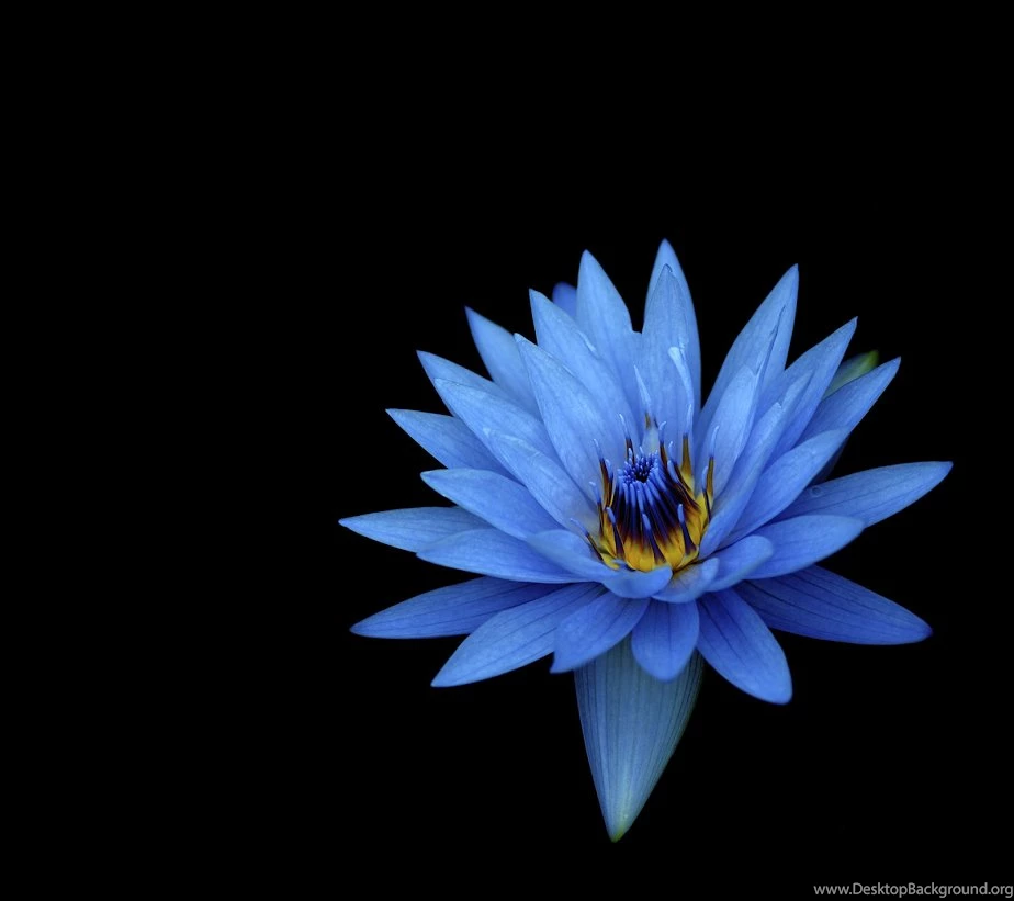 Sony Xperia Z3 And Z5 Wallpapers Now Available