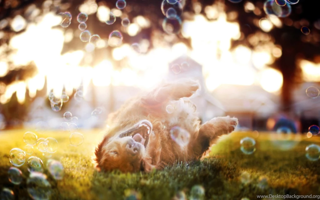 Happy Friday Dog Images Wallpapers