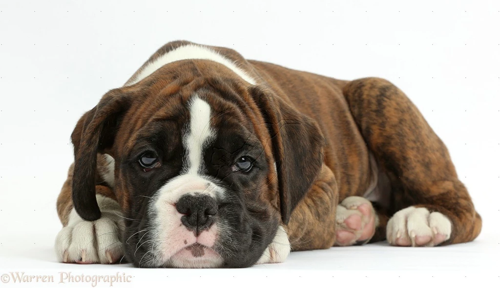 Boxer Puppy Wallpapers