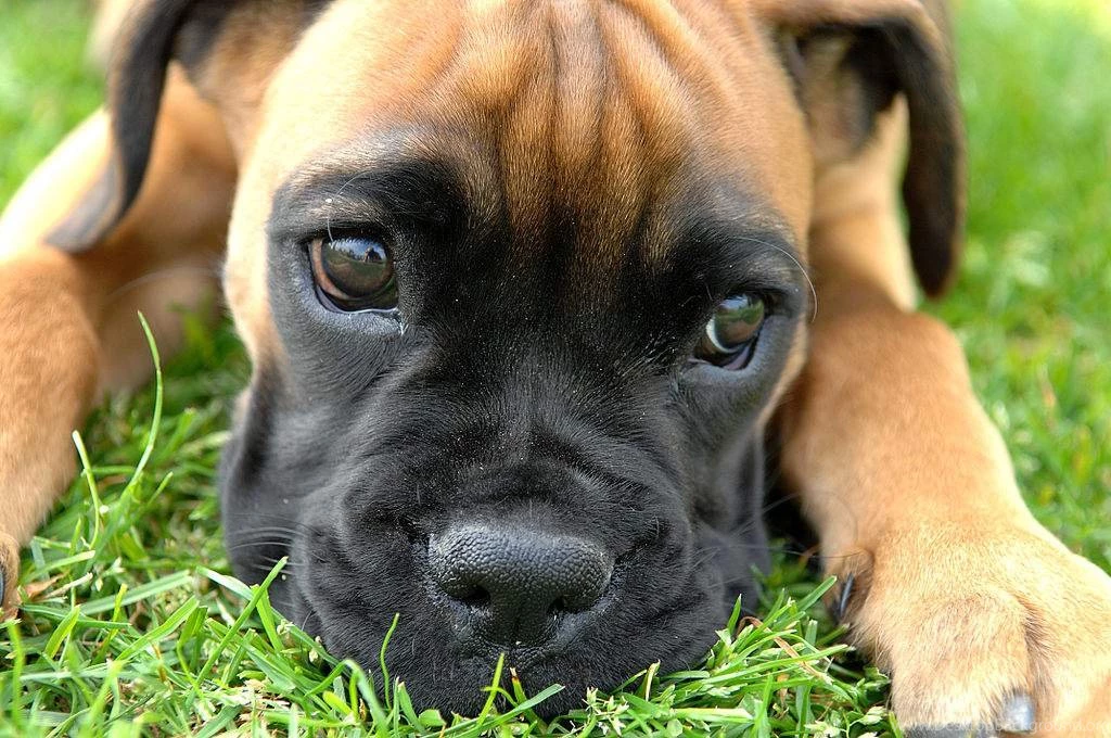 Best Animals Wallpaper: Boxer Puppy, 688285, Animals