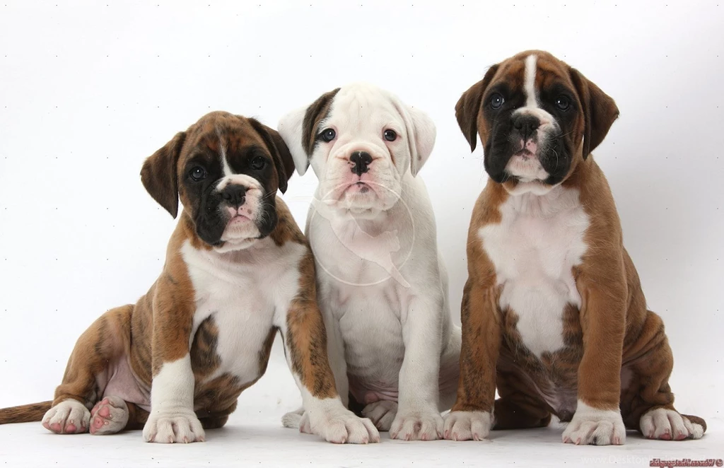 Desktop boxer puppy picture wallpaper.jpg