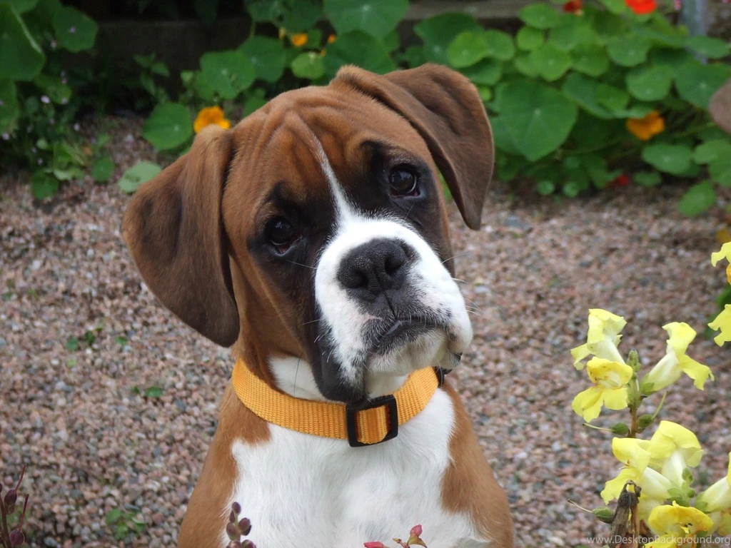 Jestingstock.com Cute Boxer Puppies Wallpapers