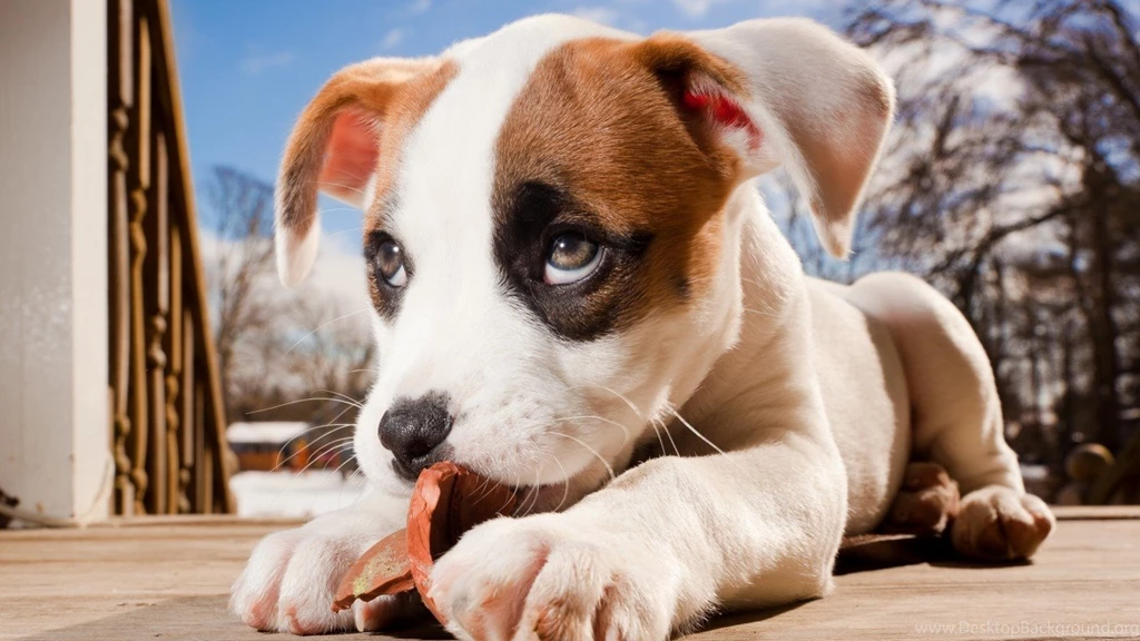 Desktop Boxer Puppies Pics Photos Wallpapers