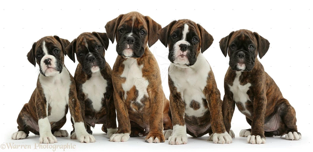 Boxer puppies photos.jpg