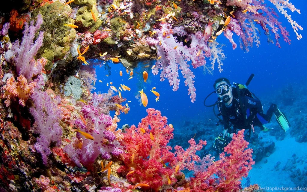 Tubbataha Reef Wallpapers 228784
