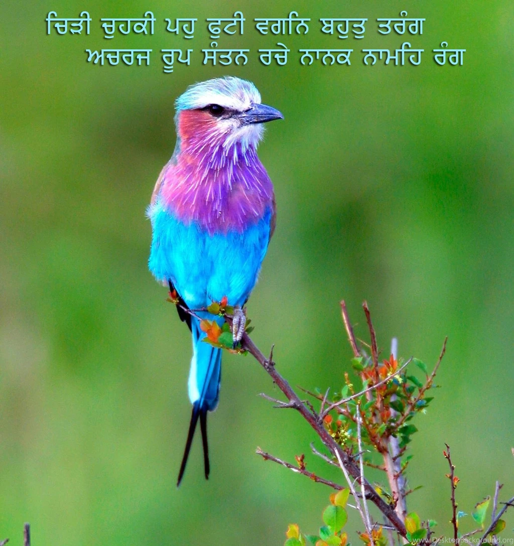 Nature_wallpapers_0341.jpg