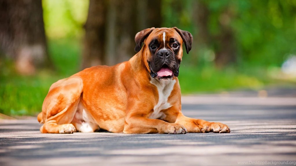 Jarman safed dog