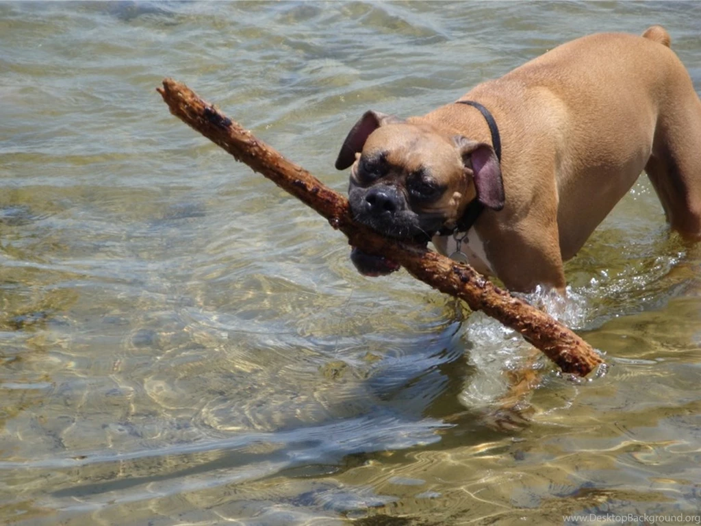 Coby's Blog: Boxer Puppies Wallpapers