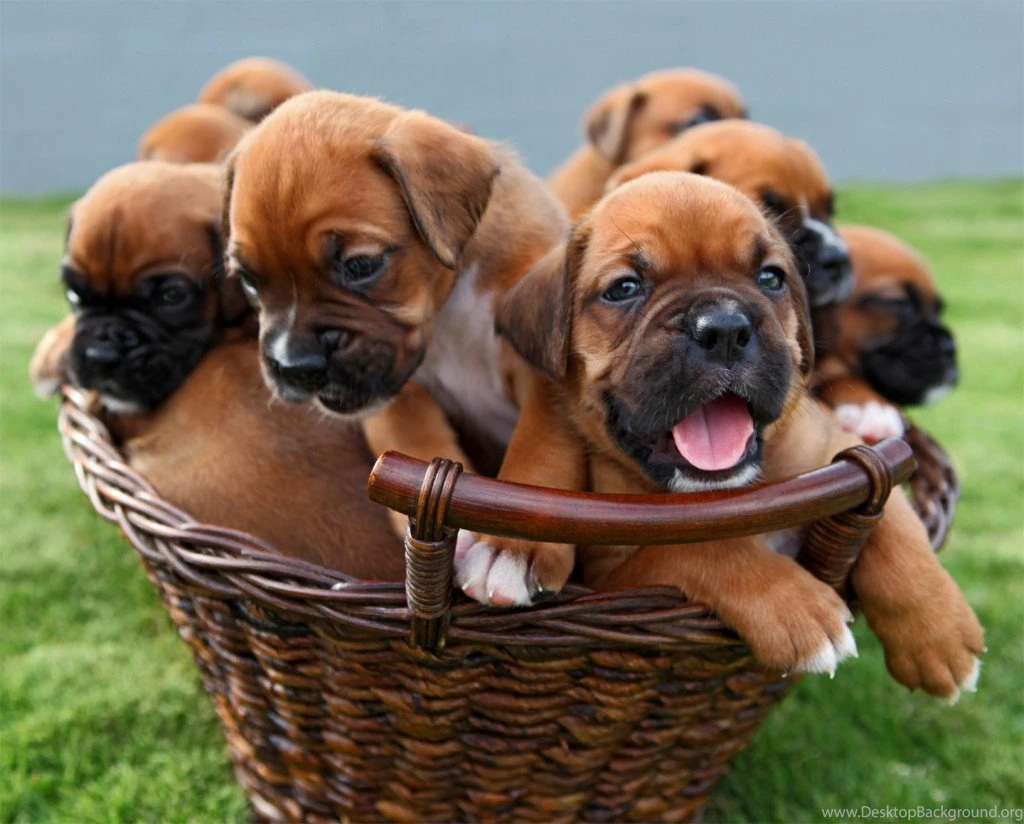 Boxer Puppies 1453x902px
