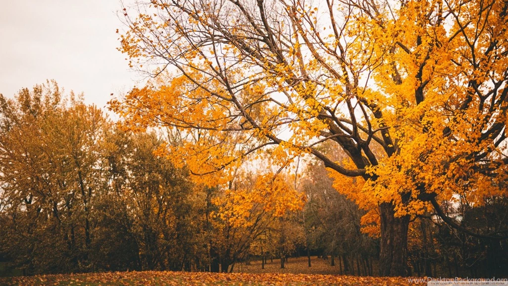 Autumn Scenery HD Desktop Wallpapers : Widescreen : High Definition ...