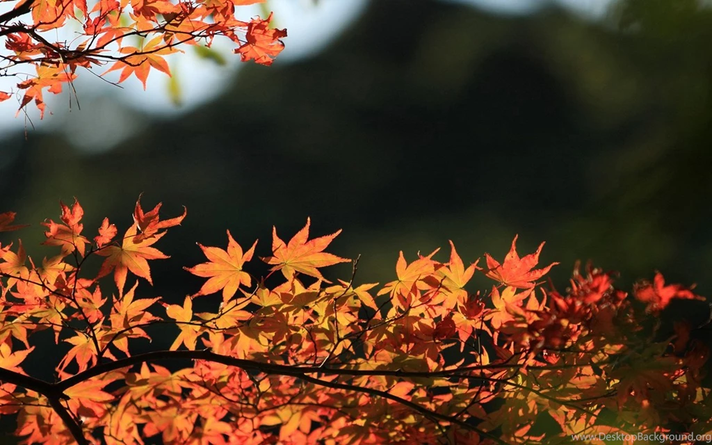 Travel Japan   Beautiful Fall Scenery In Rokkosan 1280x800 NO.34 ...