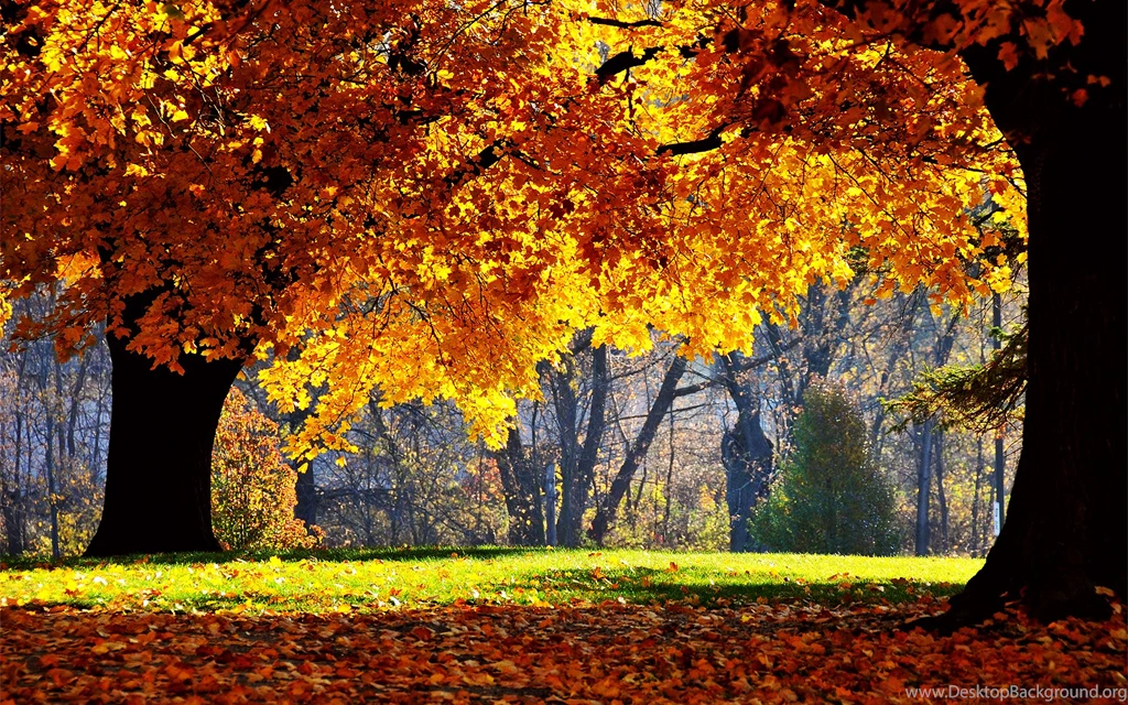 Nature Desktop Wallpapers Fall   Wallpaper.