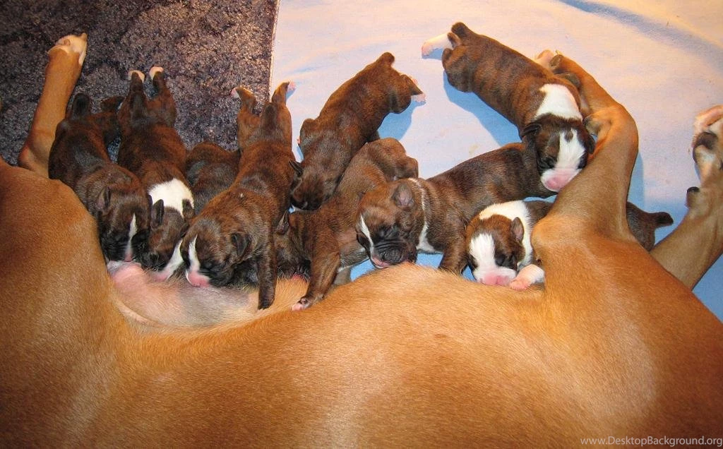 Free Wallpapers Boxer Puppies Eating