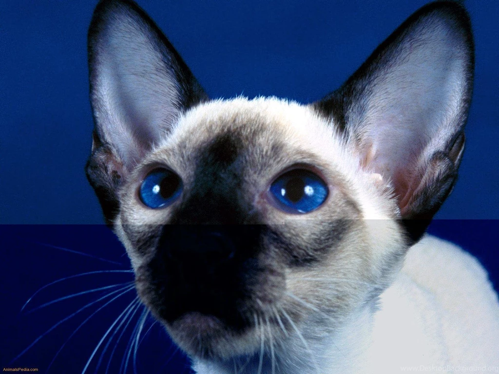 Beautiful Siamese   Siamese Cats Wallpapers (18845509)   Fanpop