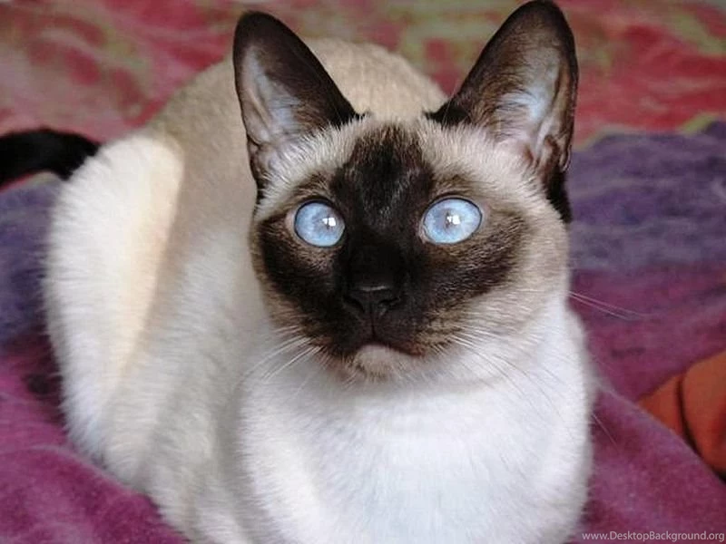 Siamese Kitty...love Cats Wallpapers (24757335) Fanpop