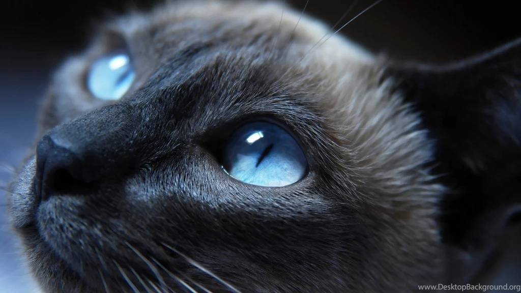 Cat, Blue Eyes, Animals, Siamese Cats Wallpapers HD