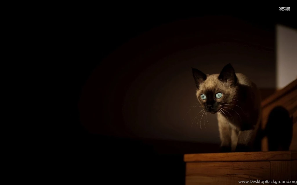 Siamese Cat Wallpapers   Animal Wallpapers