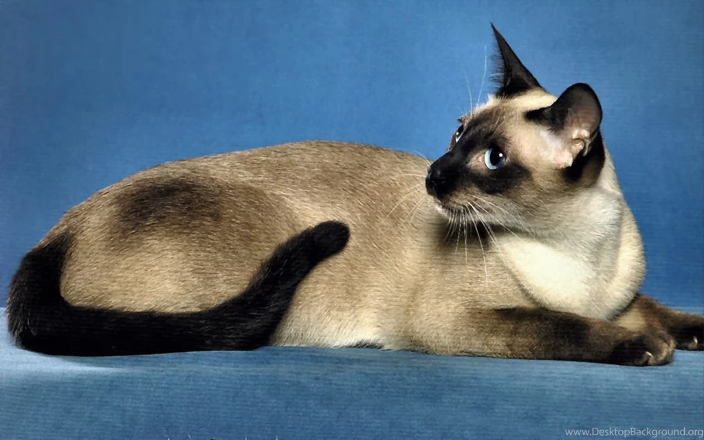 Siamese Cat F1   (