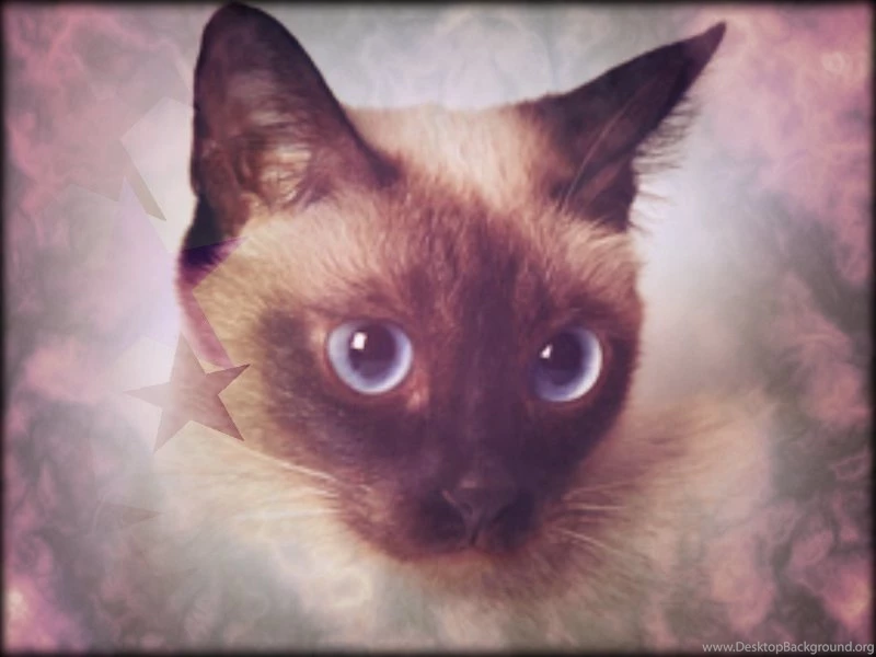 Siamese ☆ Siamese Cats Wallpapers (35379665) Fanpop