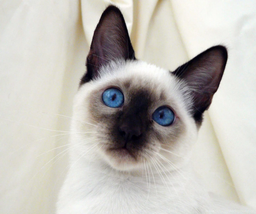 Animal Photo: Siamese Cat Wallpapers