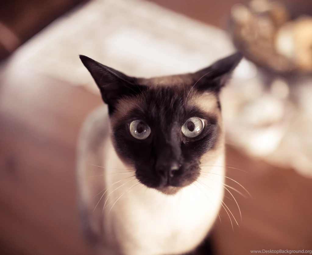 Funny Siamese Cat Wallpapers And Images Wallpapers, Pictures, Photos