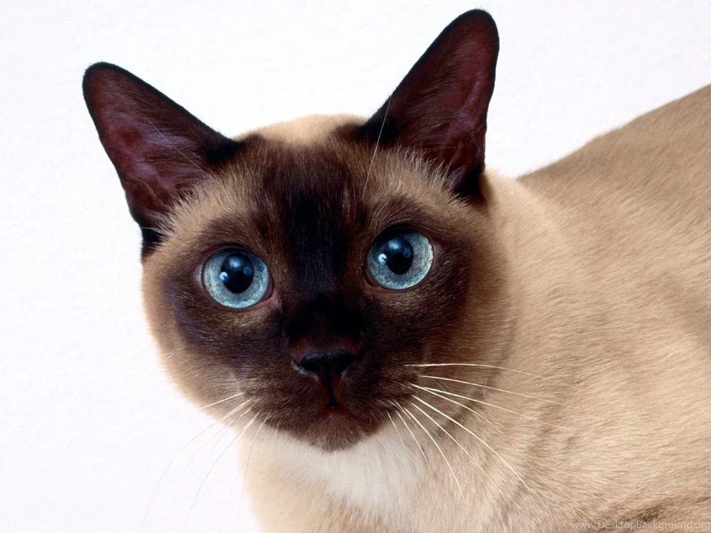 Siamese Cat Wallpapers And Images Wallpapers, Pictures, Photos