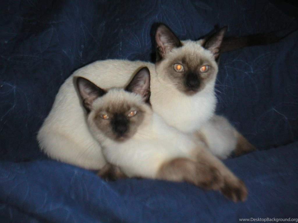 Beautiful Siamese Siamese Cats Wallpapers (18845670) Fanpop