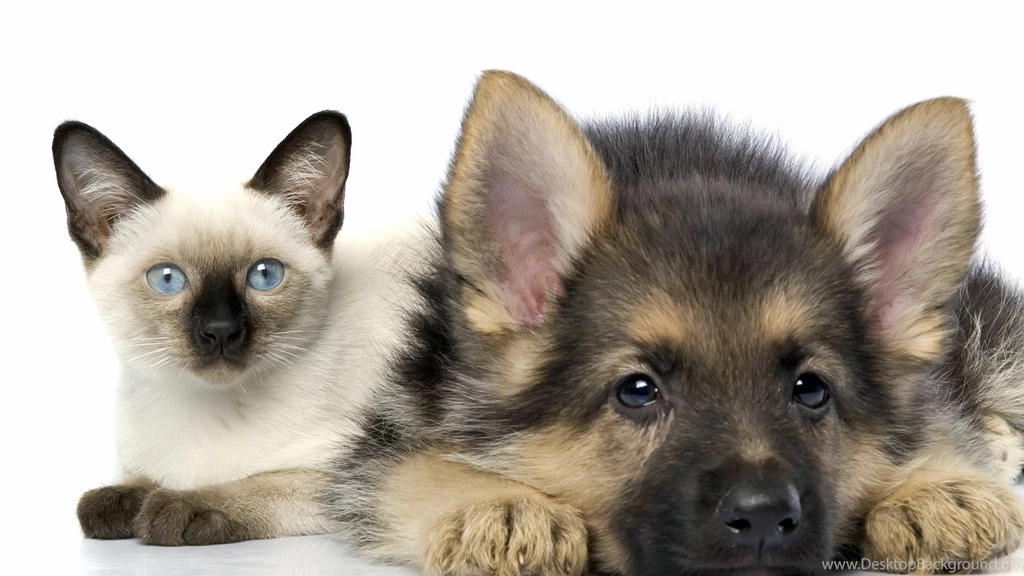 1920x1080 Shepherd, Puppy, Siamese, Kitten, Cat, Friendship ...
